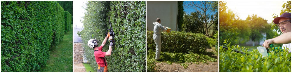 Hedge Cutting, Hedge Pruning - Warrington, Cheshire