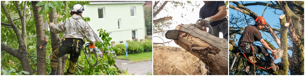 Tree Felling Warrington, Cheshire - Tree Removal & Dismantling