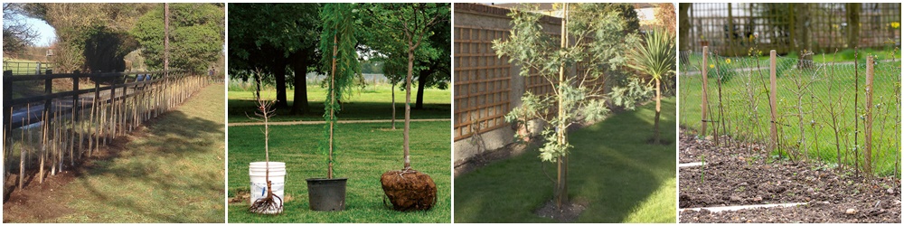 Tree Planting & Hedge Planting, Warrington