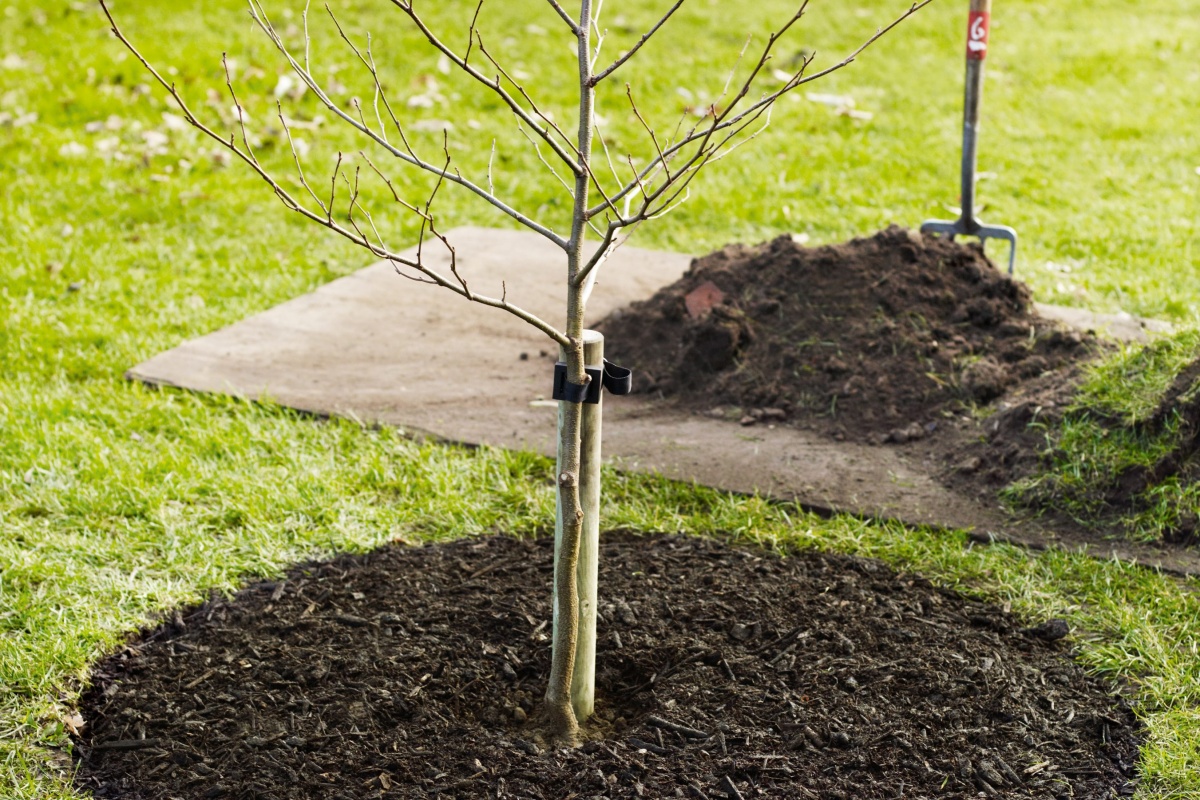 Tree Planting Warrington - Hedge Planting