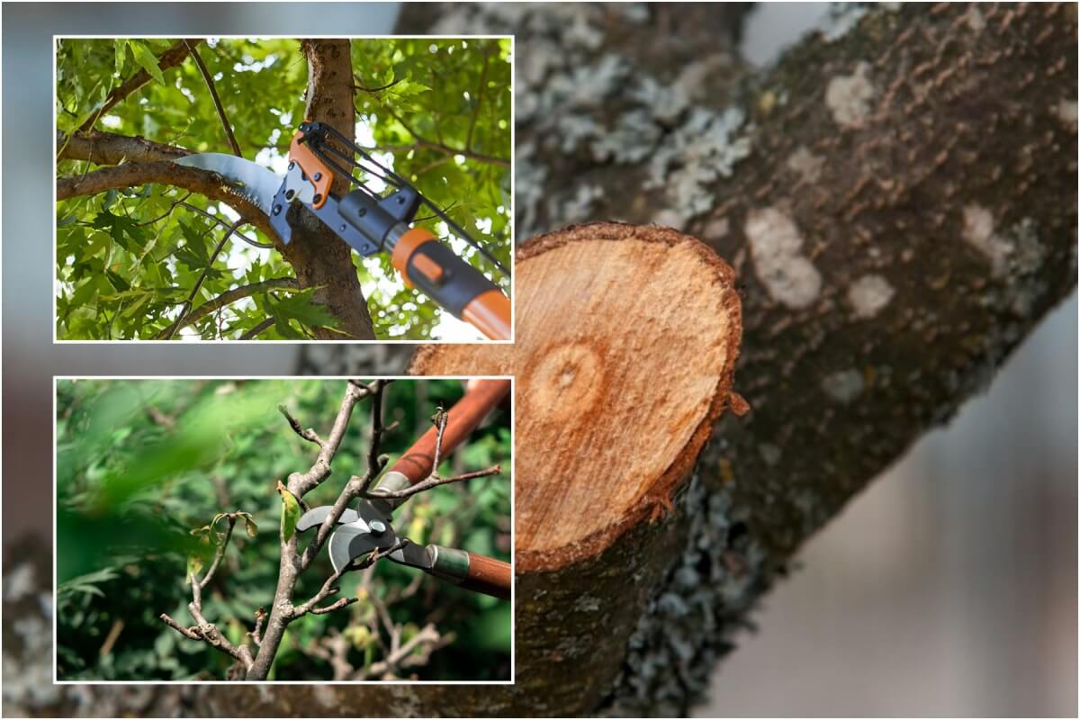 Tree Pruning, Prune Trees, Warrington, Cheshire