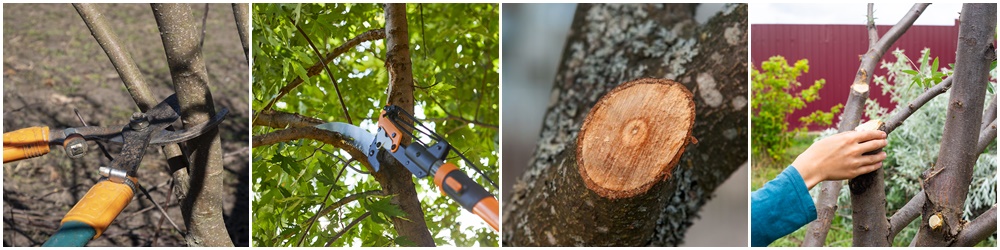 Tree Pruning, Warrington, Cheshire Tree Pruning, Warrington, Cheshire