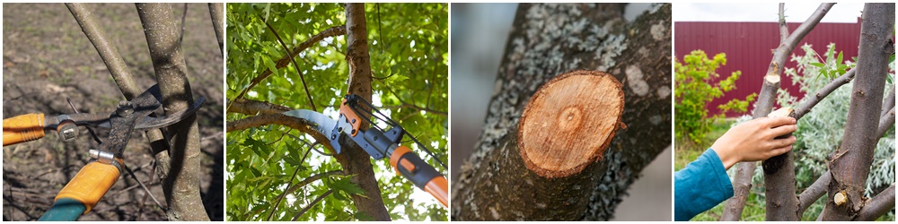 Tree Pruning, Warrington, Cheshire