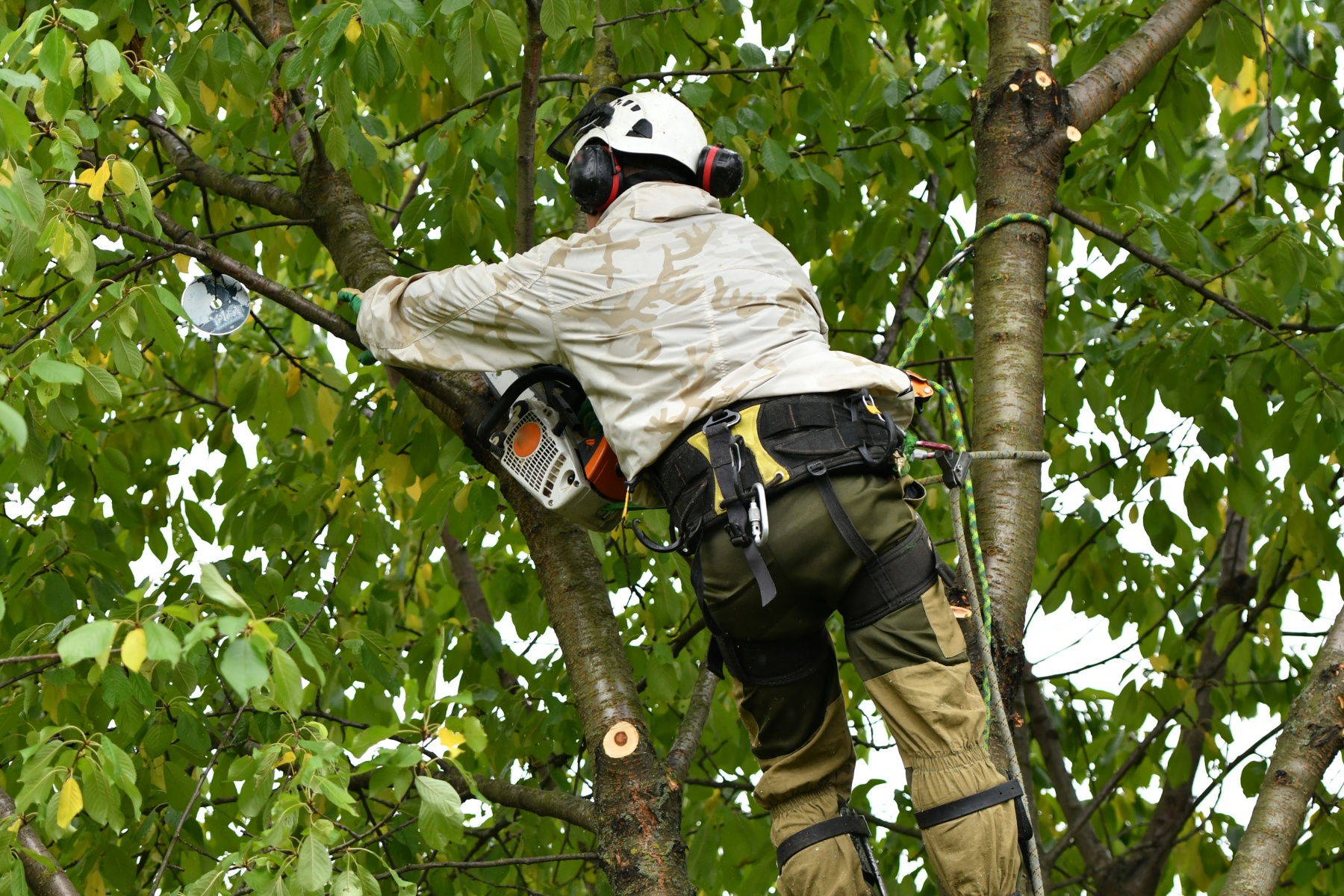 Tree Felling and dismantling - Warrington, Cheshire